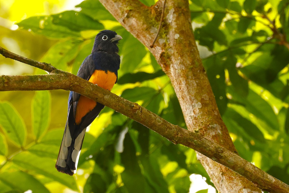 Green-backed Trogon - ML627917604