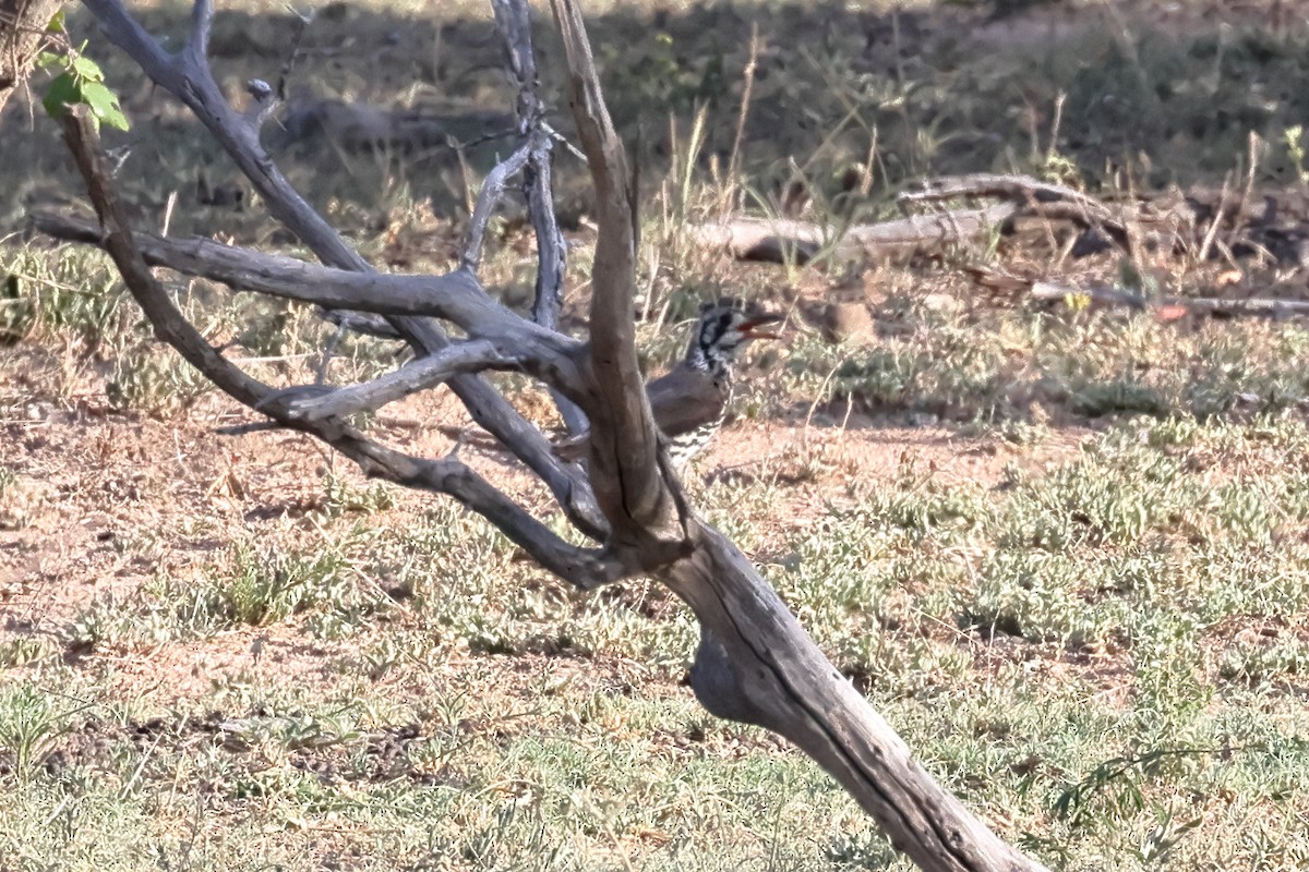 Groundscraper Thrush - ML627917886