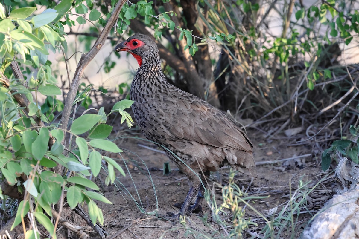 Swainson's Spurfowl - ML627917962