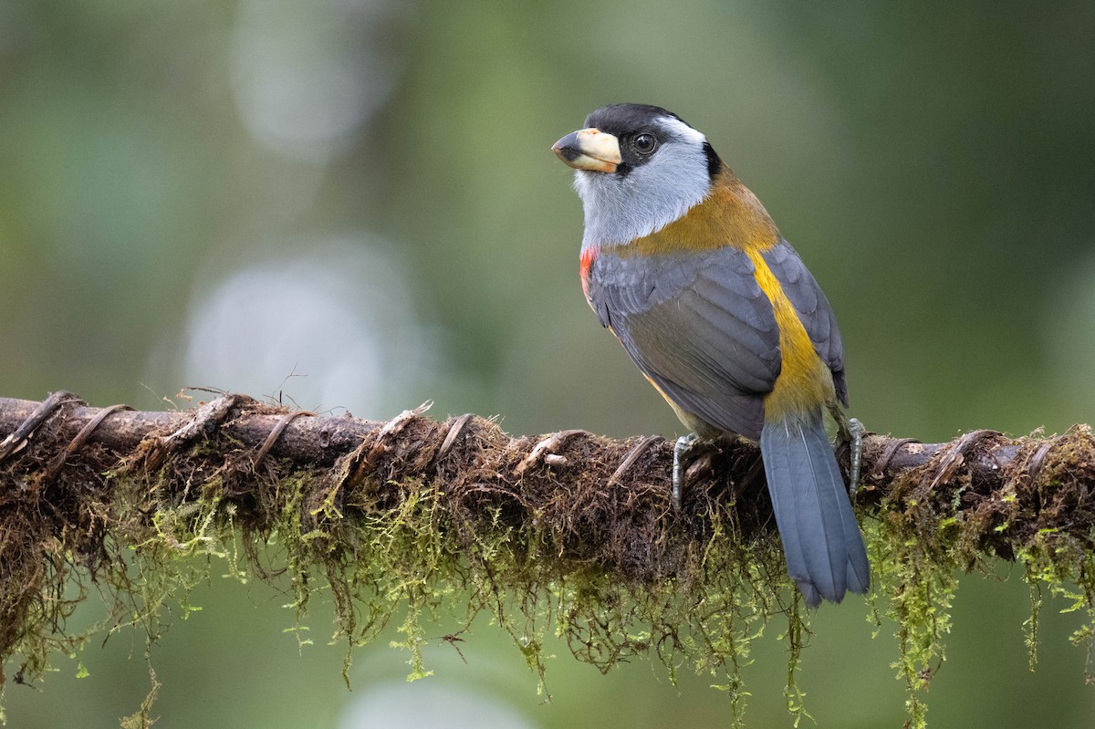 Toucan Barbet - ML627918089