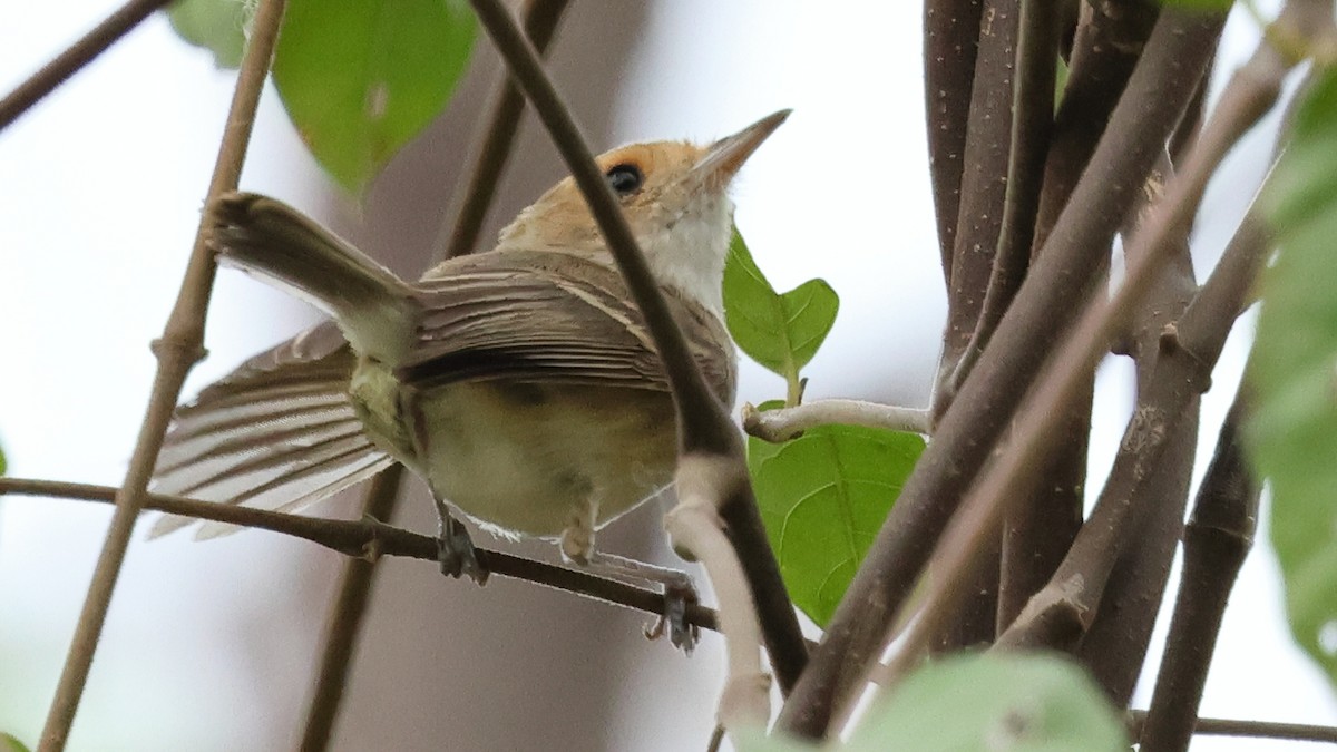 Fulvous-faced Scrub-Tyrant - ML627918095