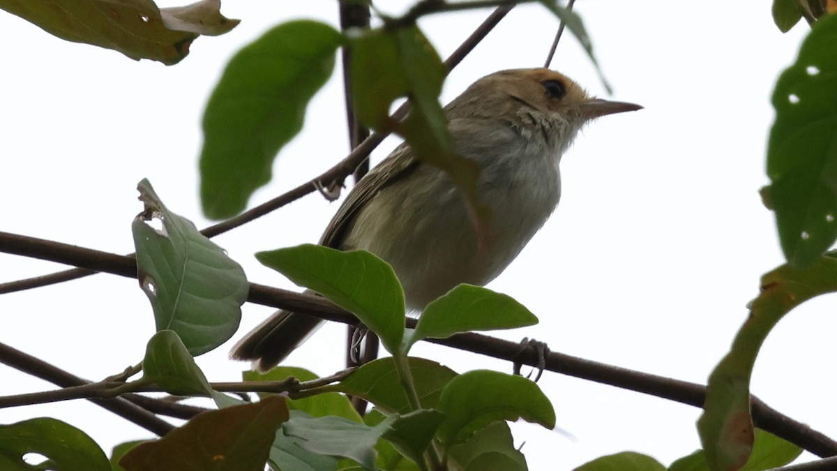 Fulvous-faced Scrub-Tyrant - ML627918096