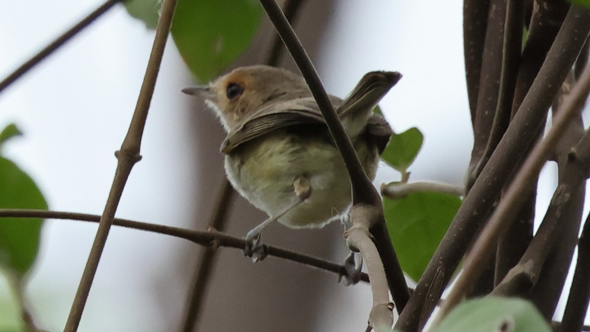 Fulvous-faced Scrub-Tyrant - ML627918097