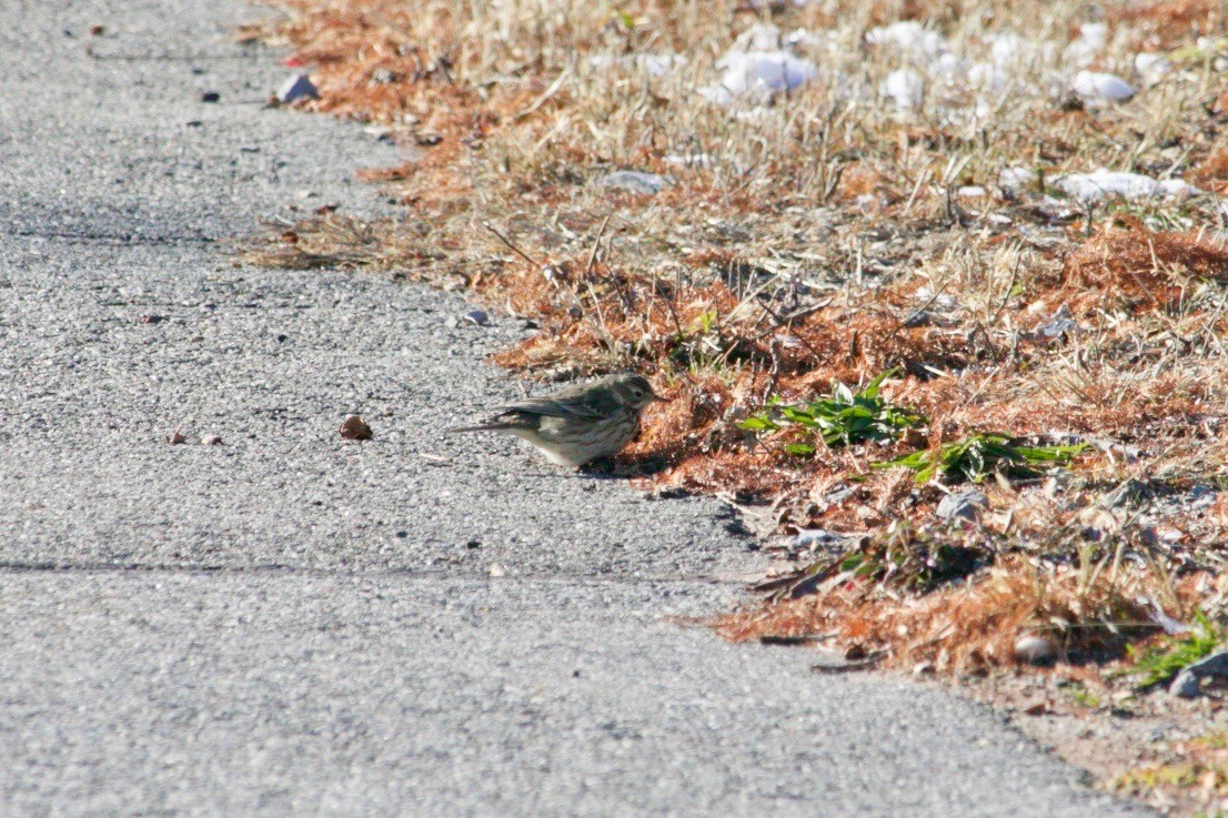 Bisbita Norteamericano - ML627918191