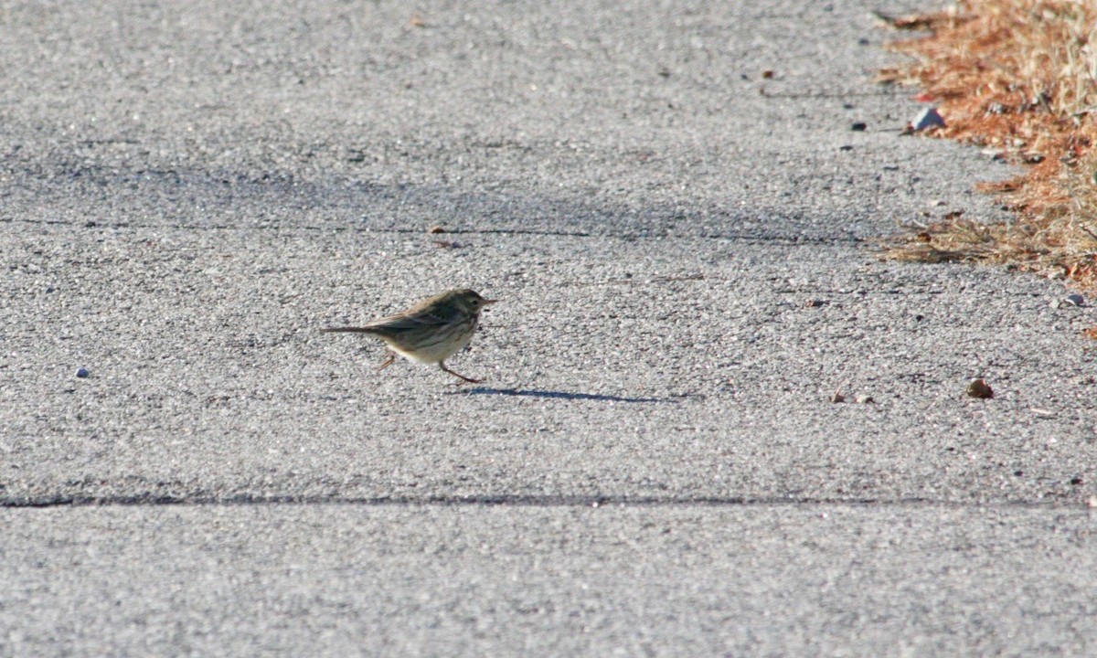 American Pipit - ML627918192
