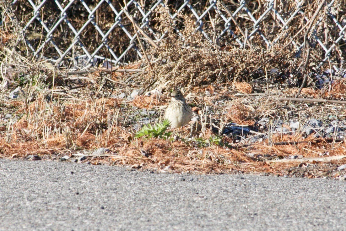 American Pipit - ML627918193