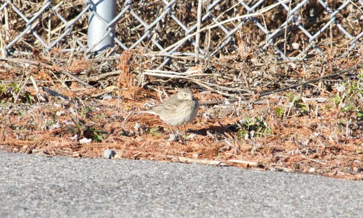 American Pipit - ML627918194