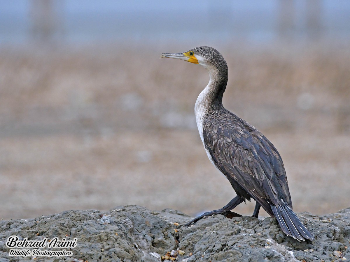Great Cormorant - ML627918254