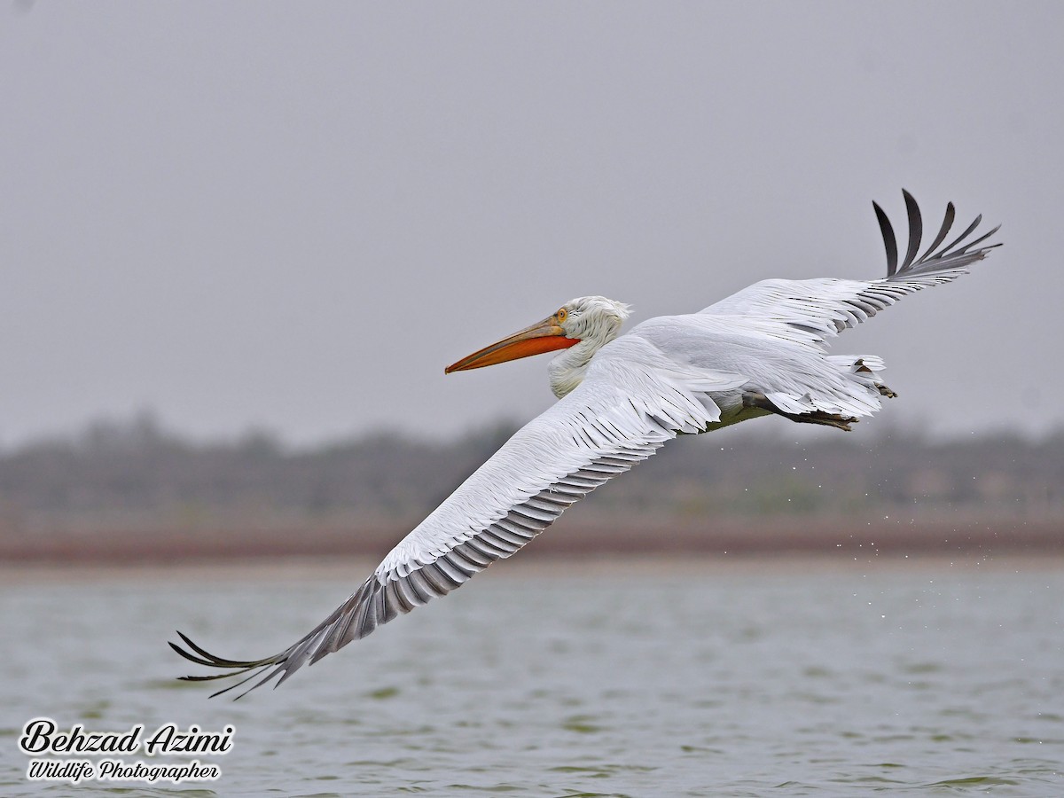 Dalmatian Pelican - ML627918275