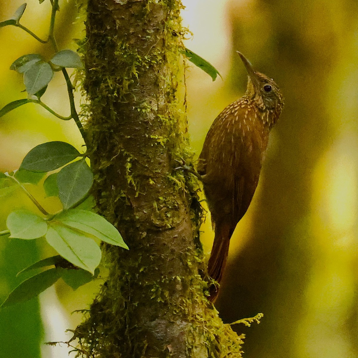 Ocellated Woodcreeper - ML627918442