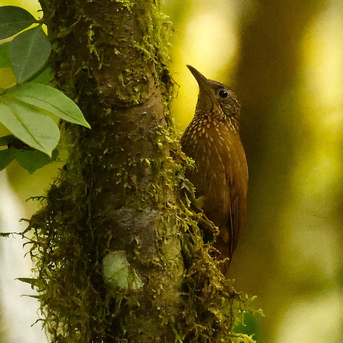 Ocellated Woodcreeper - ML627918443