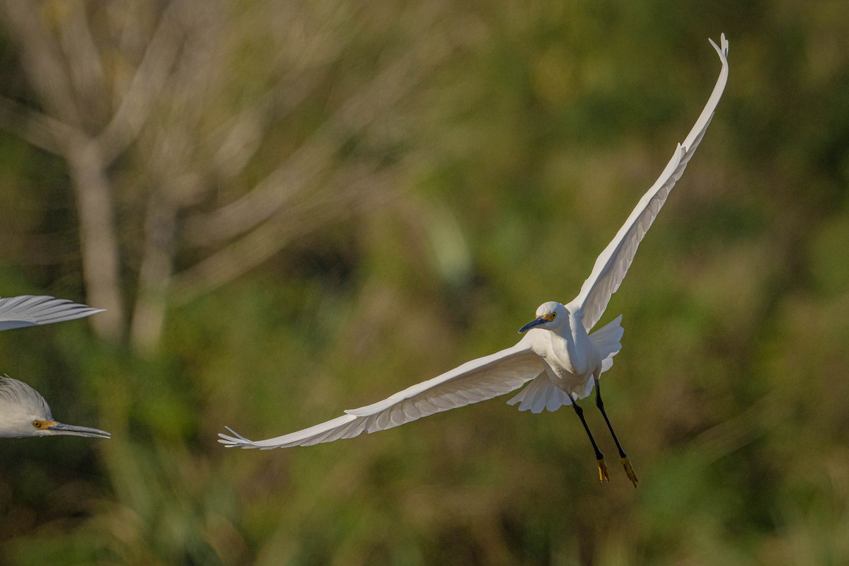 Snowy Egret - ML627918450