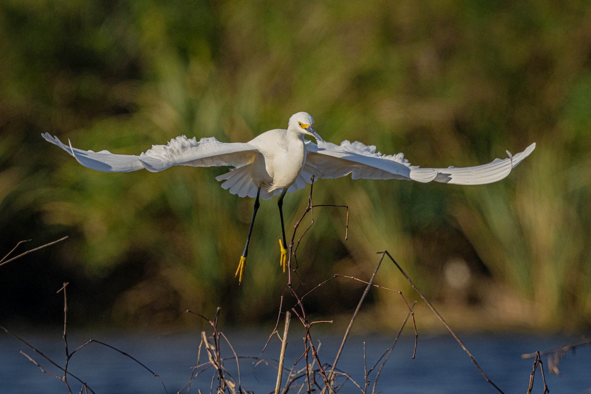Snowy Egret - ML627918458