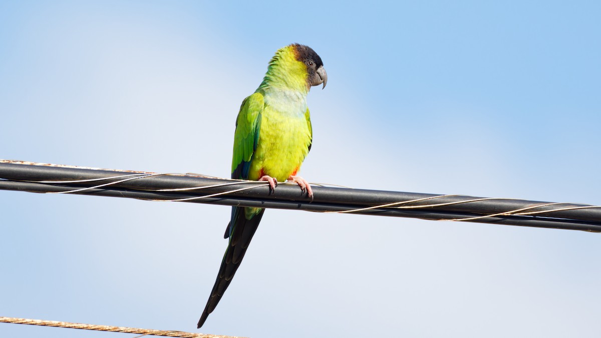 Nanday Parakeet - ML627918482