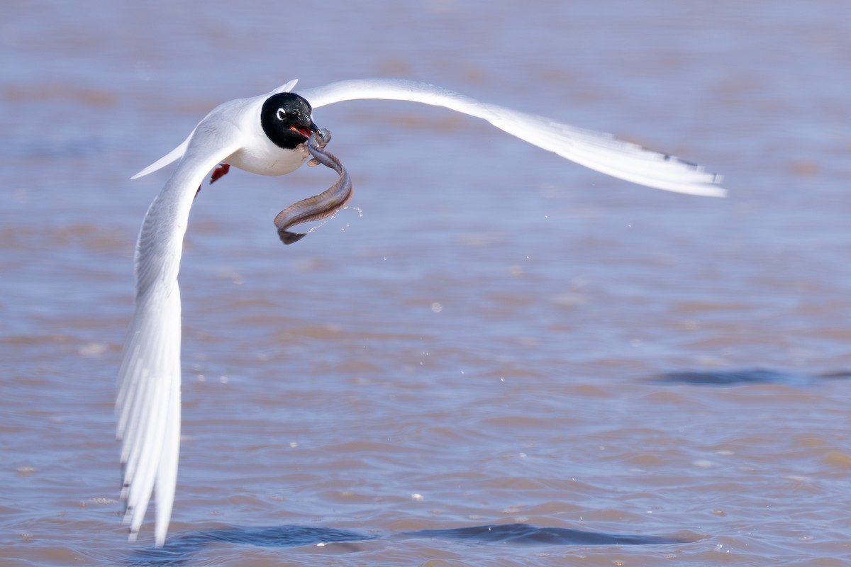 Saunders's Gull - ML627918507