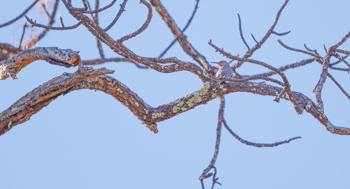 Northern Flicker (Red-shafted) - ML627918564