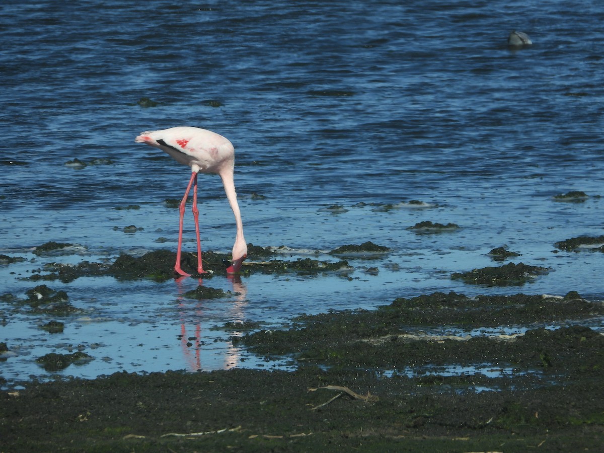 Lesser Flamingo - ML627918723