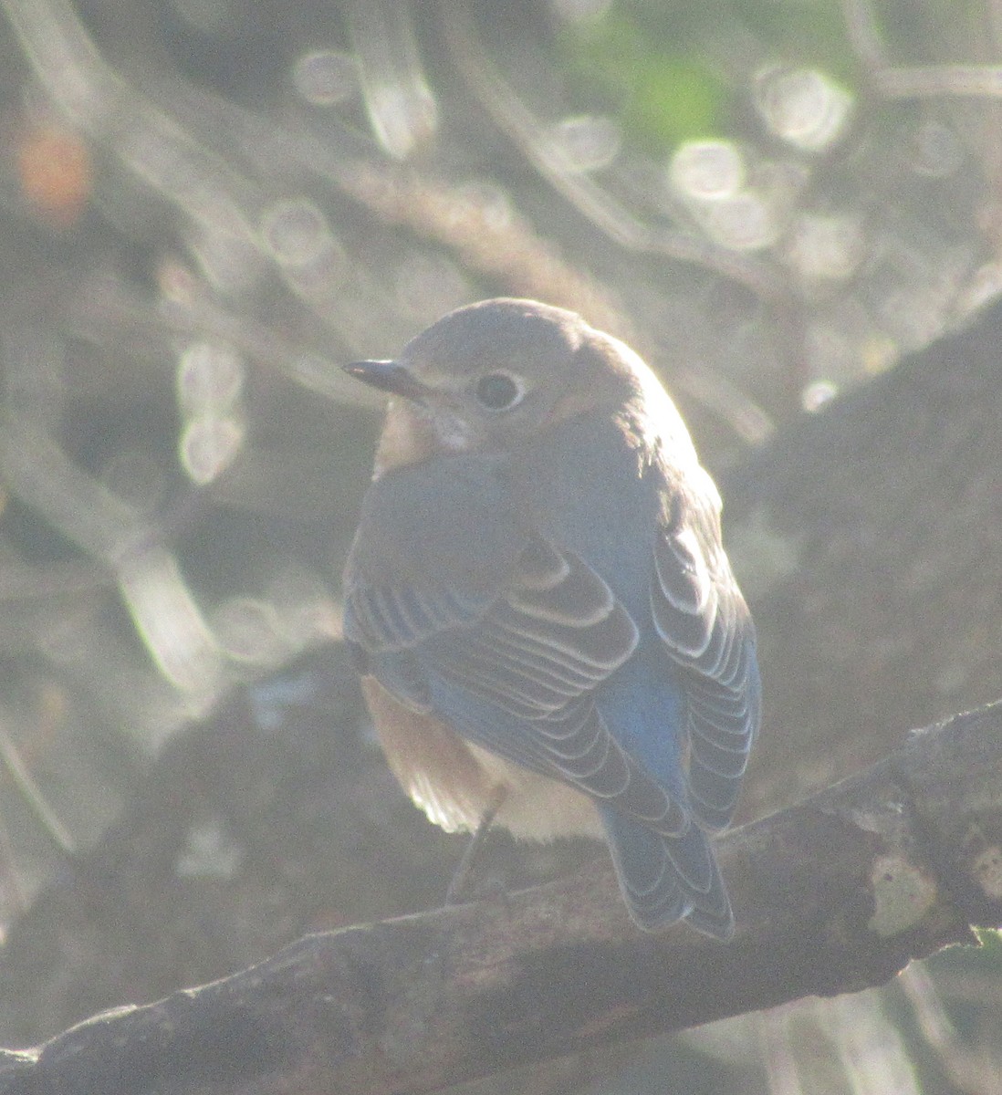 Eastern Bluebird - ML627918732