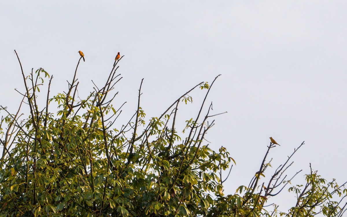 Hooded Oriole (igneus) - ML627918779