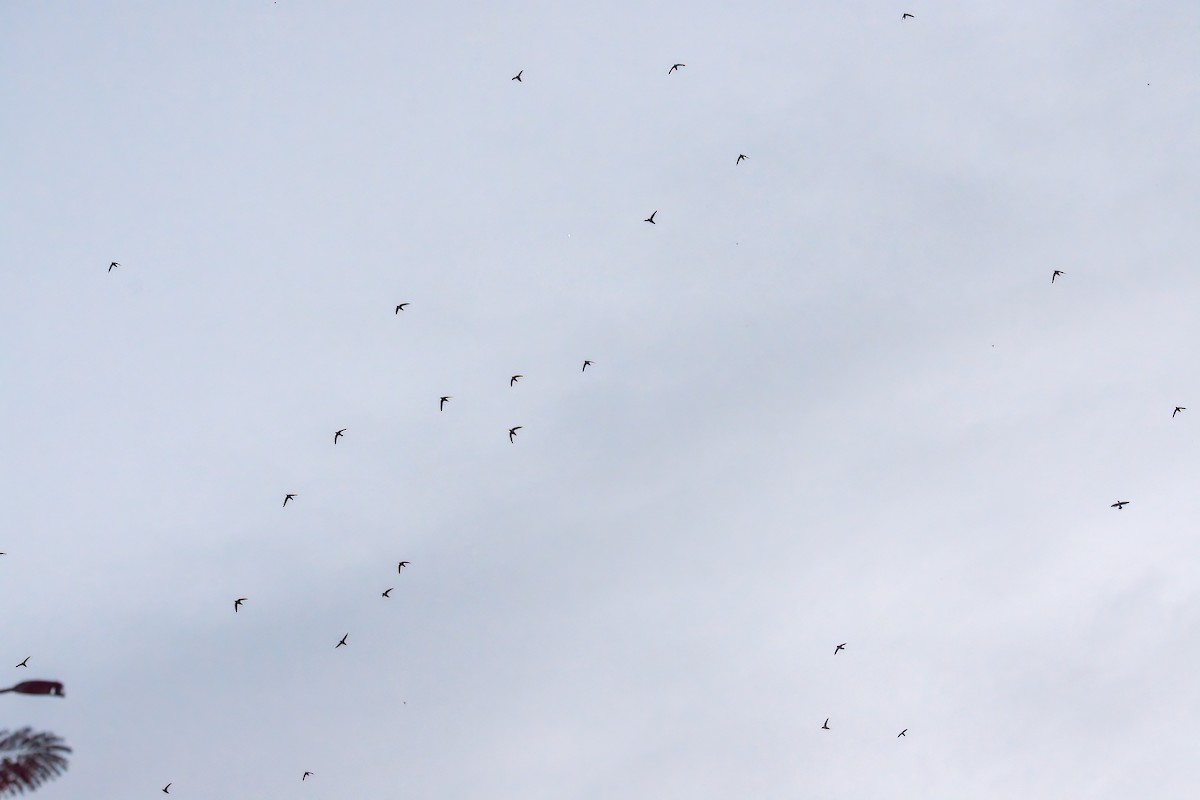 Vaux's Swift (Yucatan) - ML627918787