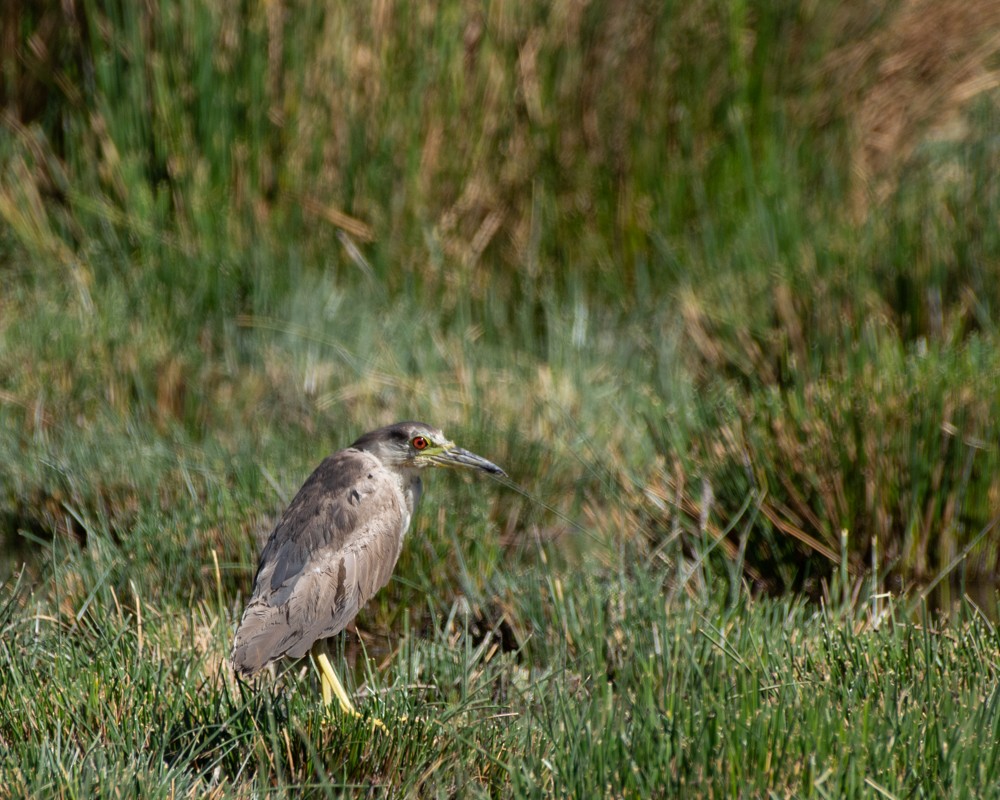 kvakoš noční - ML627918854