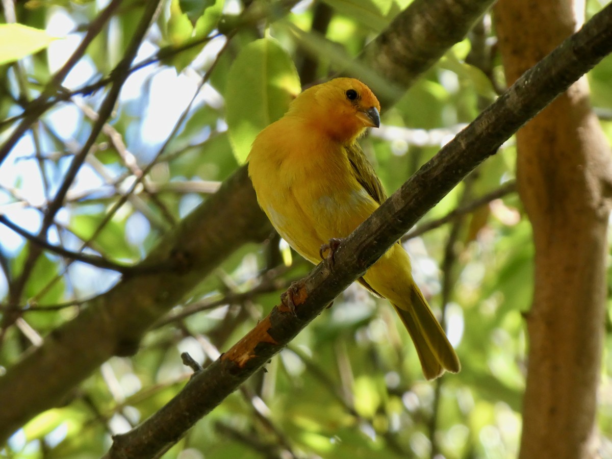 Saffron Finch - ML627918893