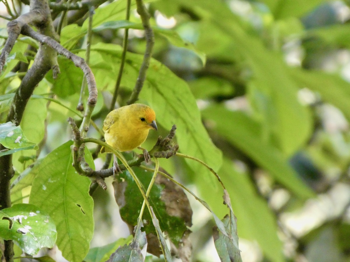 Saffron Finch - ML627918894