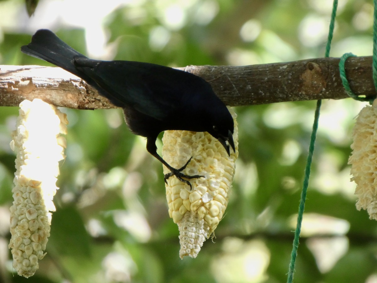 Shiny Cowbird - ML627918904