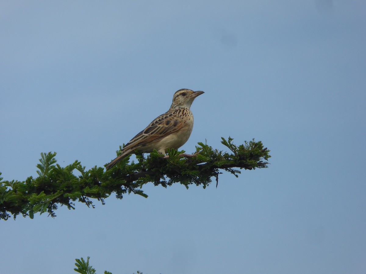 Rufous-naped Lark (Serengeti) - ML627918942