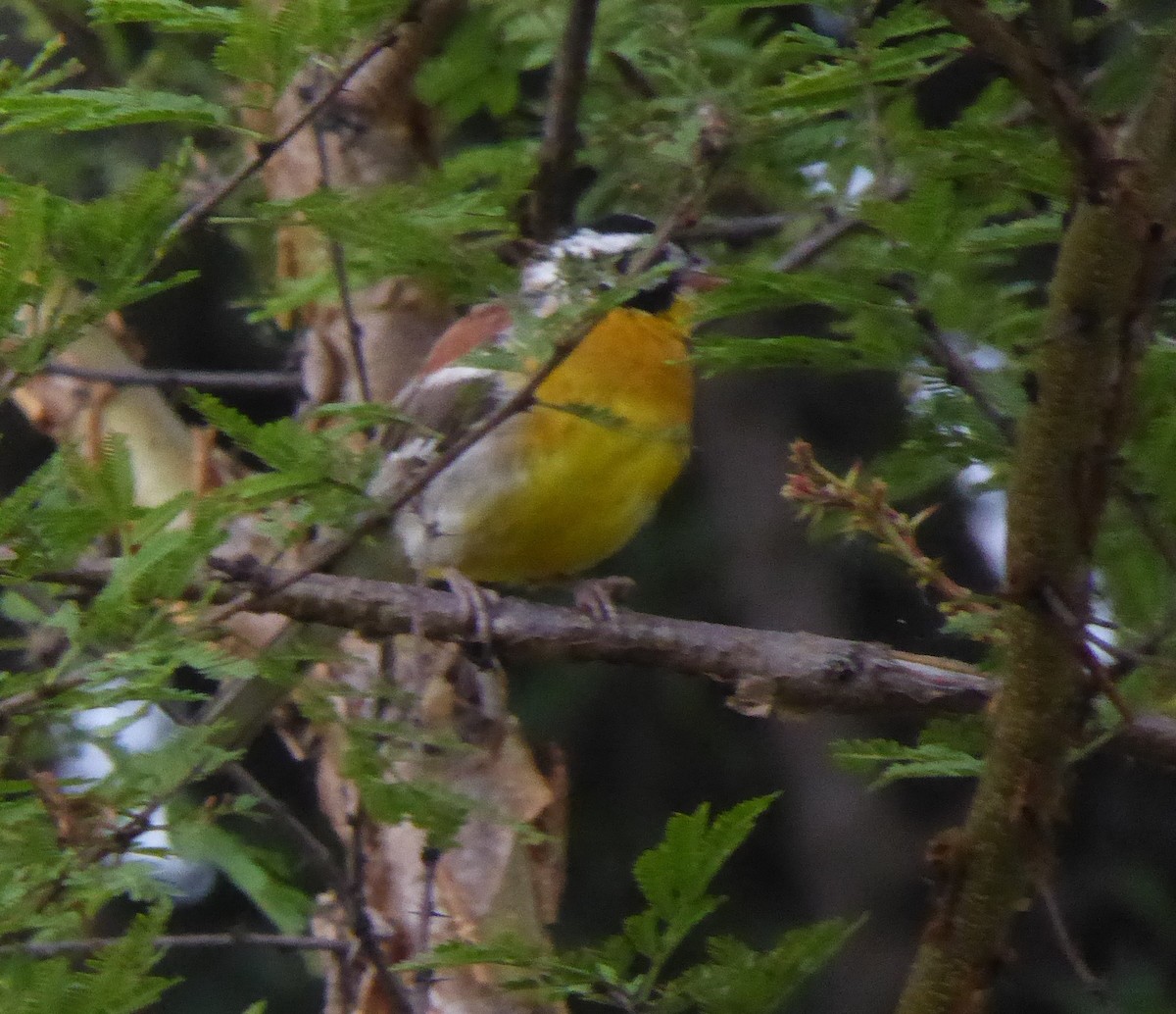 Golden-breasted Bunting - ML627918980