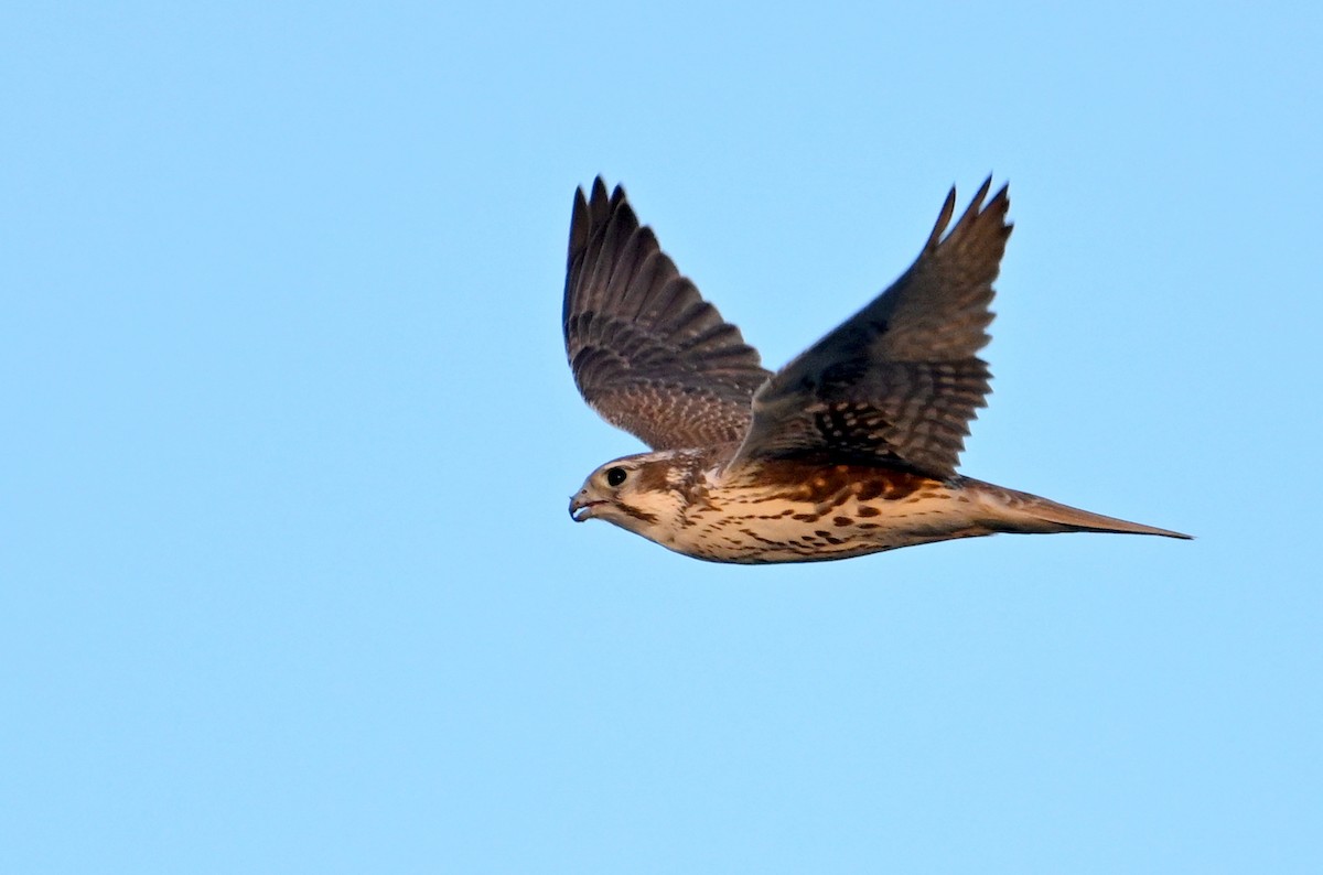 Prairie Falcon - ML627918981