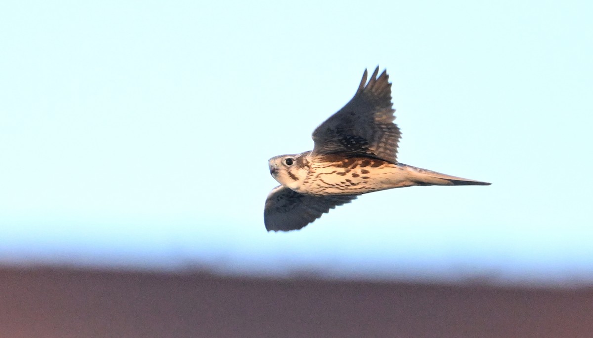 Prairie Falcon - ML627918982