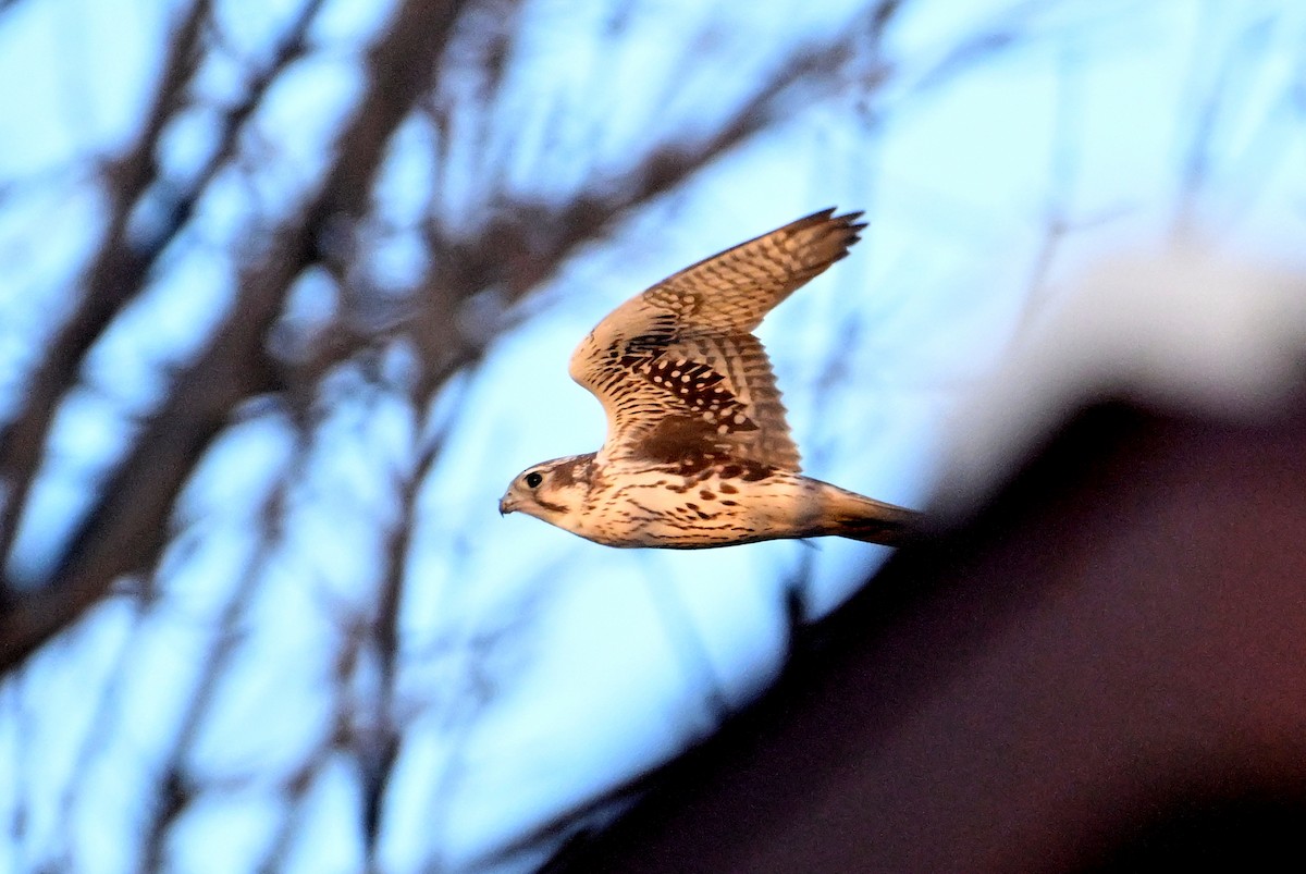 Prairie Falcon - ML627918983