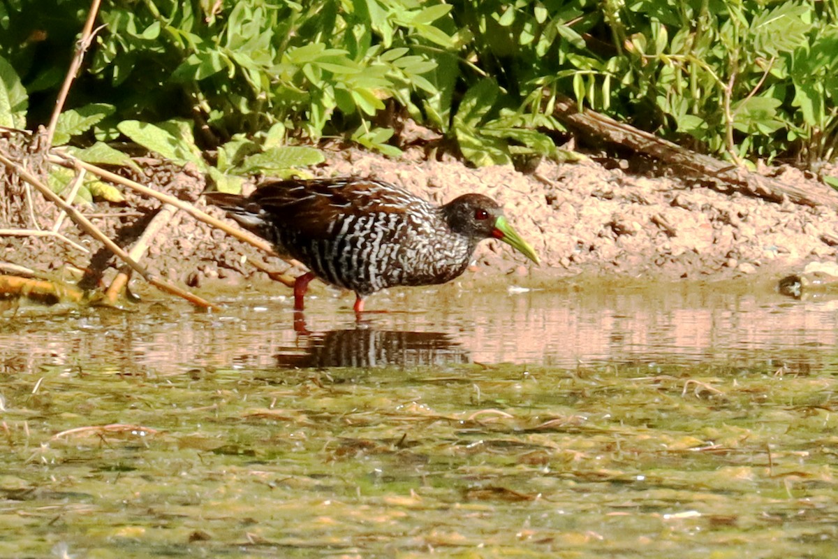 Spotted Rail - ML627918996