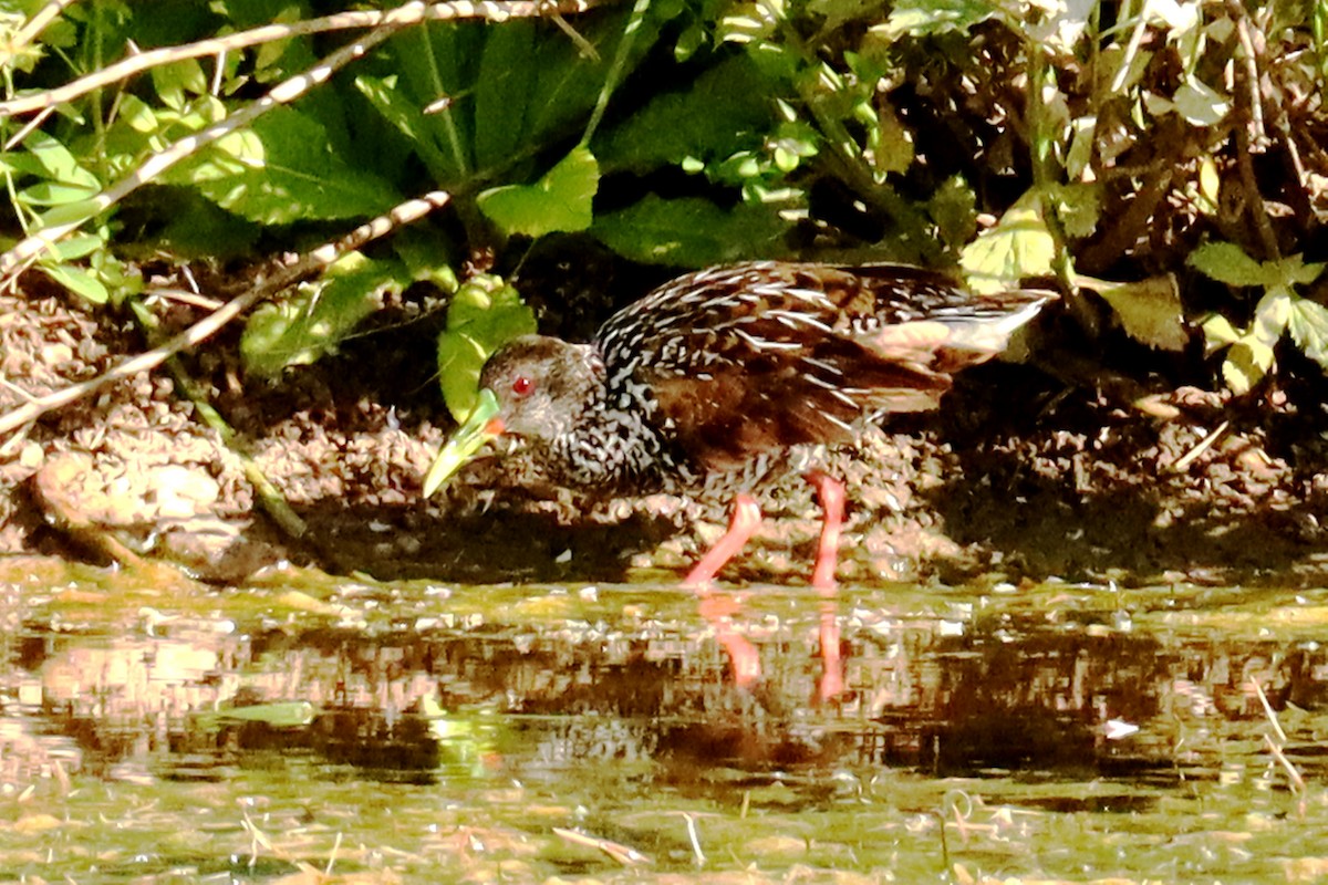 Spotted Rail - ML627918999