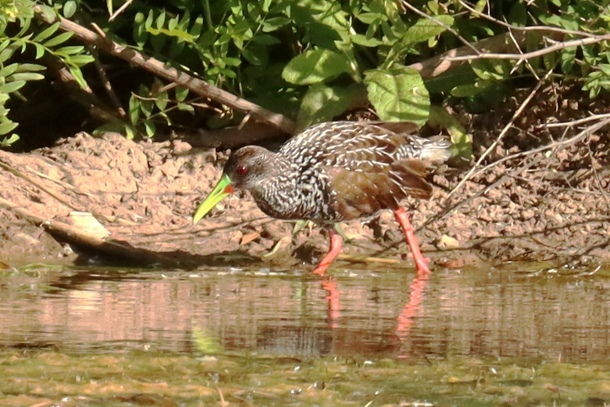 Spotted Rail - ML627919001