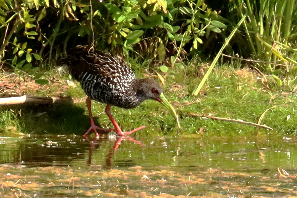 Spotted Rail - ML627919003