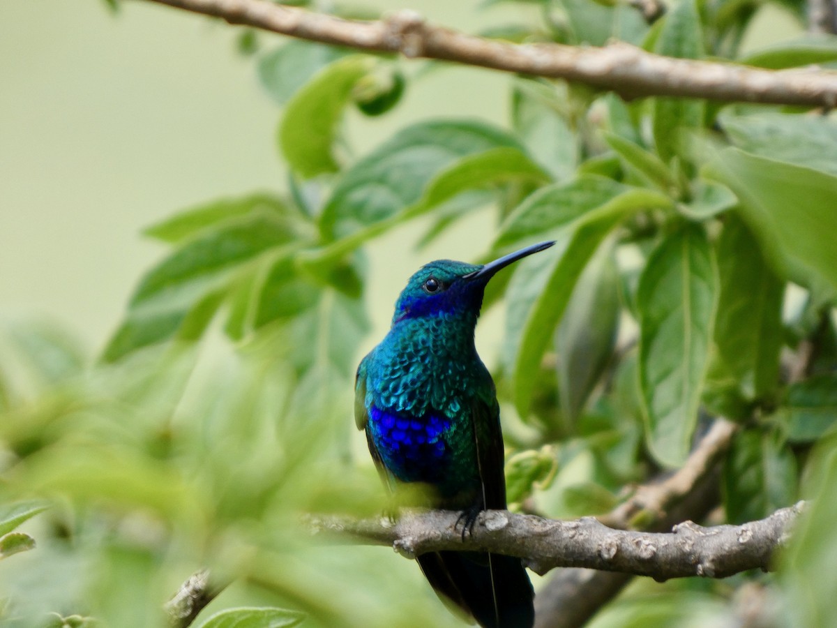 Sparkling Violetear - ML627919077