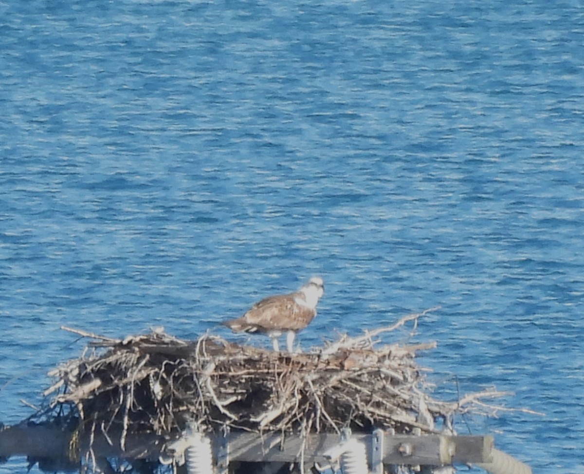 Osprey - ML627919079