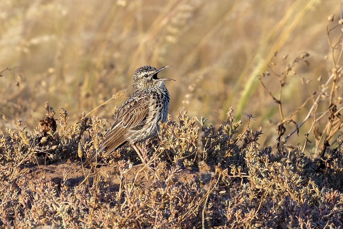 Cape Long-billed Lark (Cape) - ML627919092