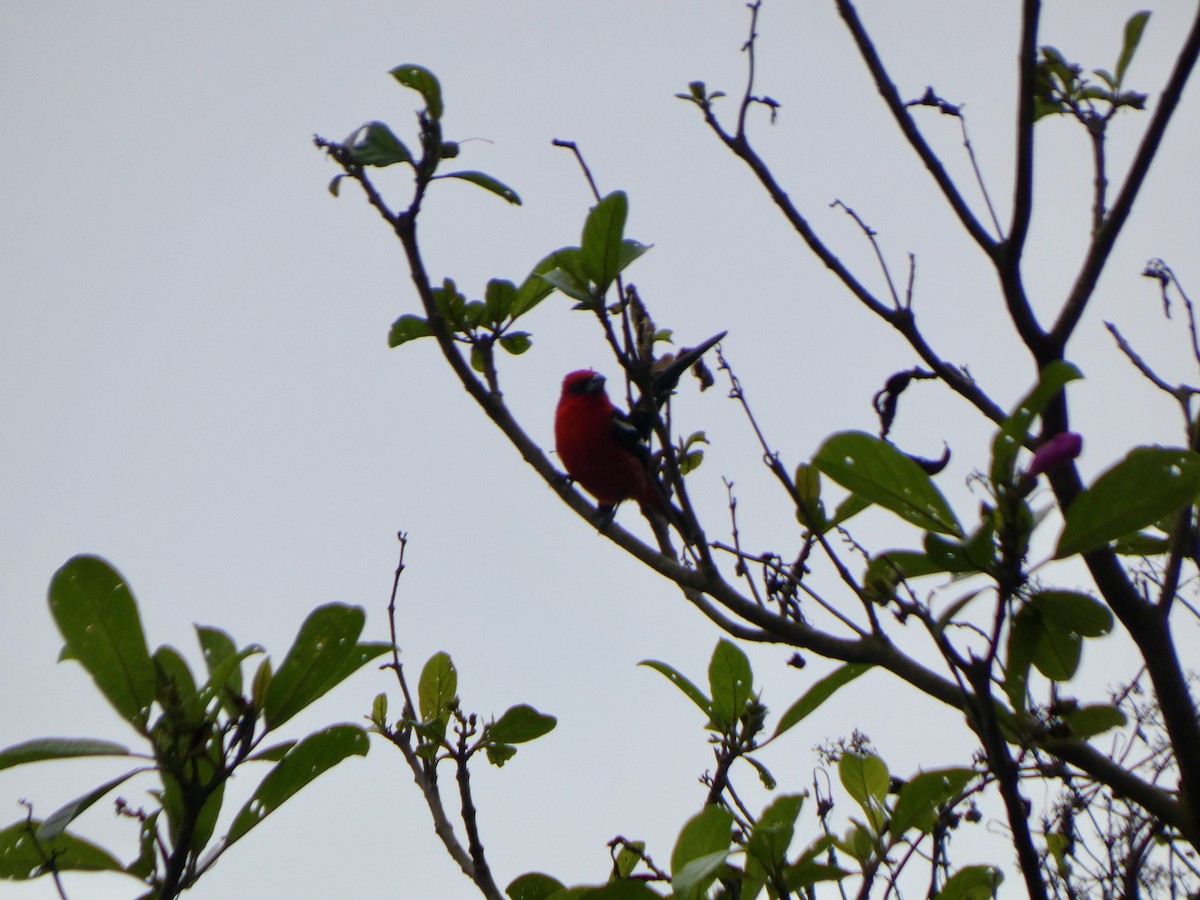 White-winged Tanager - ML627919182