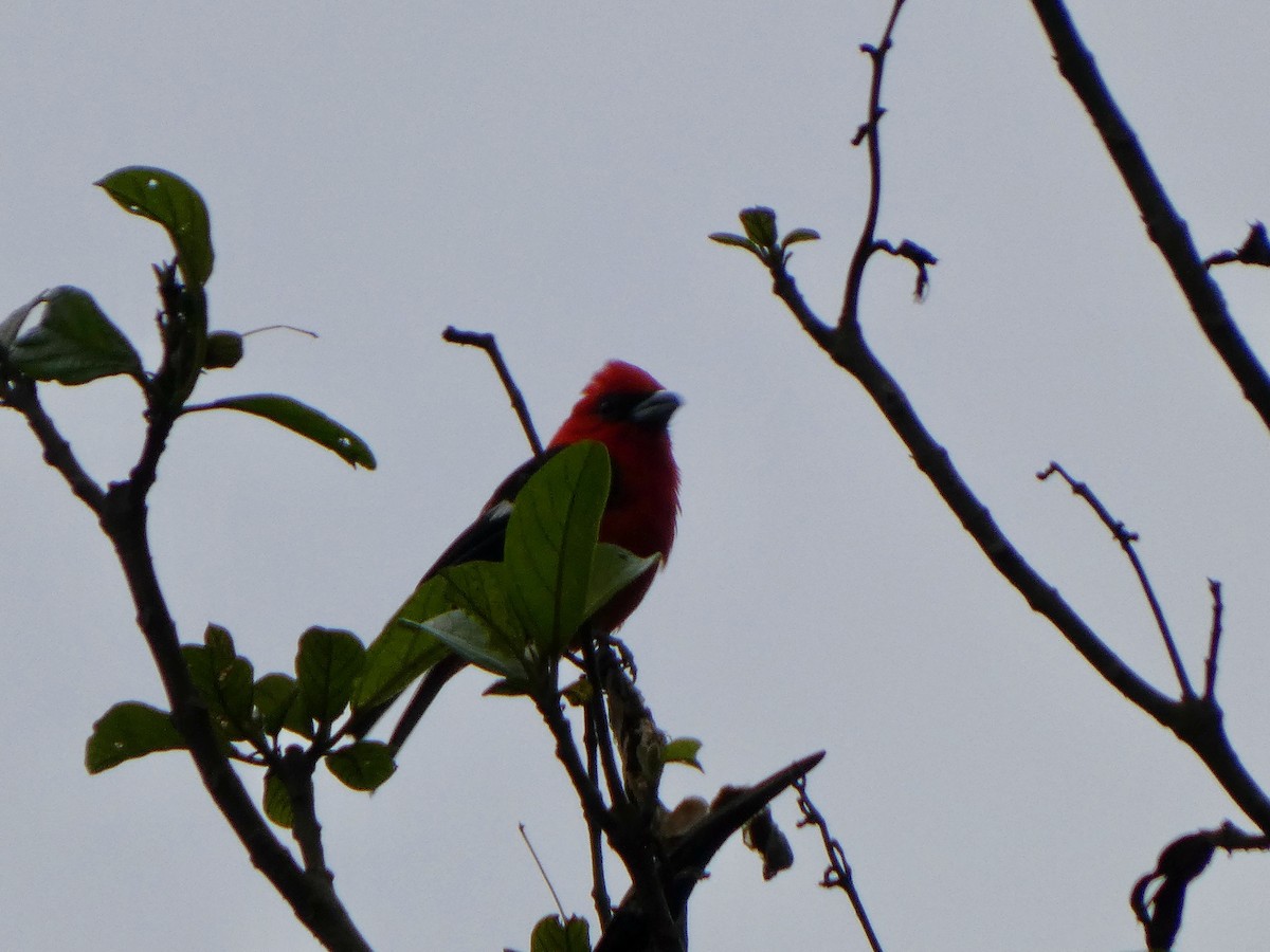 White-winged Tanager - ML627919183