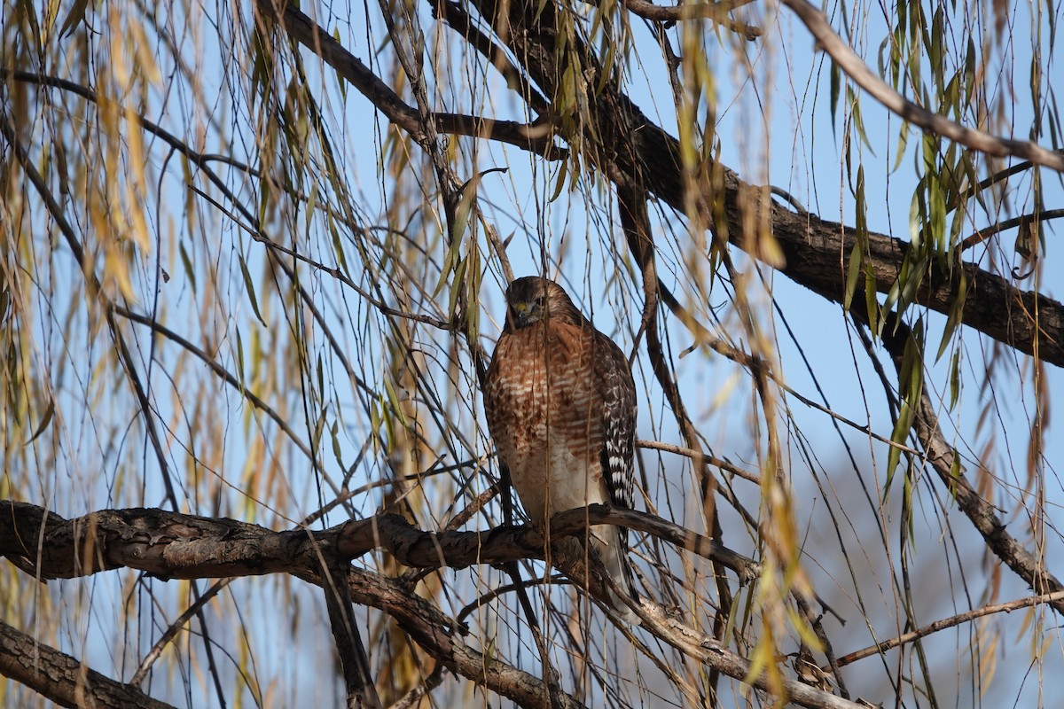 Red-shouldered Hawk - ML627919214