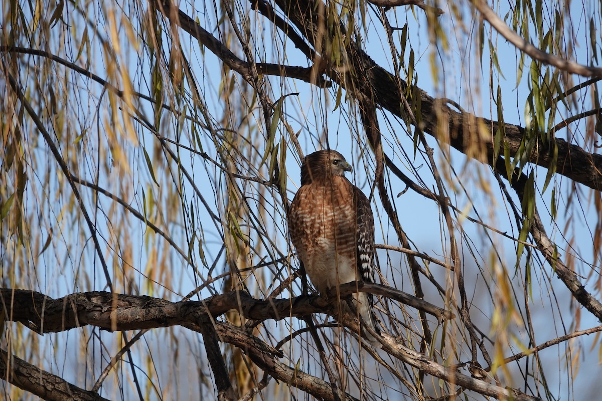 Red-shouldered Hawk - ML627919215