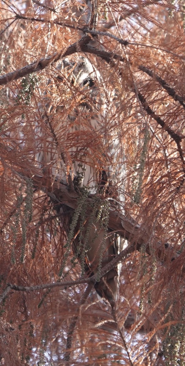 Short-eared Owl - ML627919274