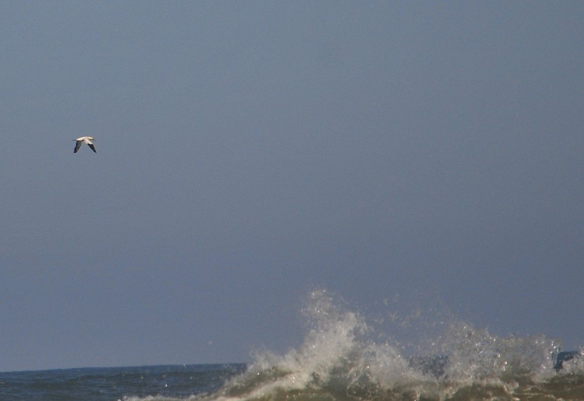 Northern Gannet - ML627919280
