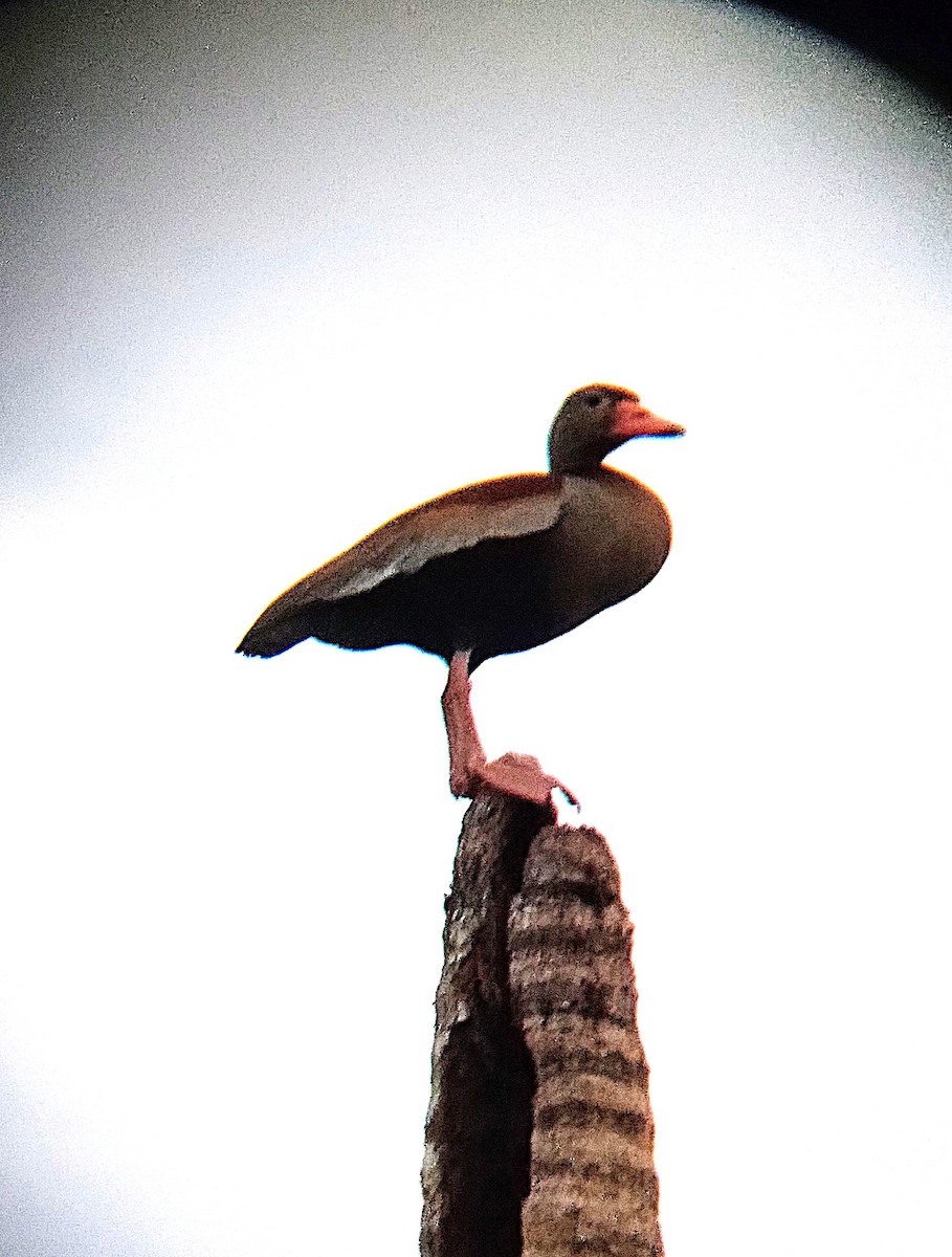 Black-bellied Whistling-Duck - ML627919287
