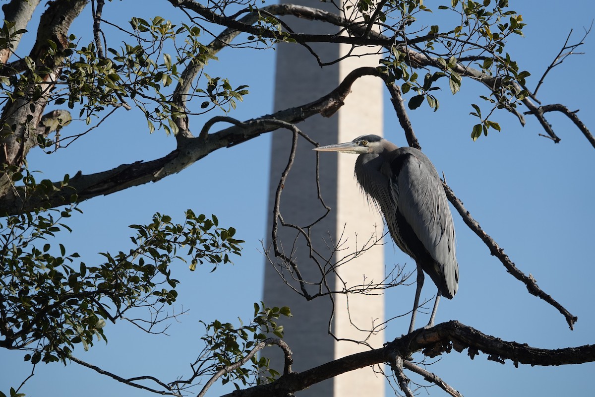 Great Blue Heron - ML627919313