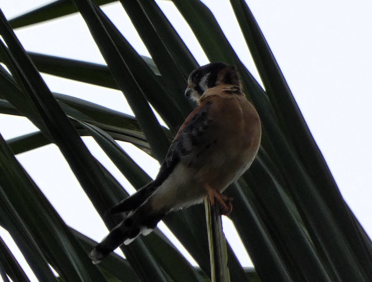 American Kestrel - ML627919329