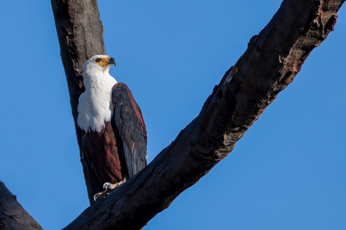 African Fish-Eagle - ML627919338